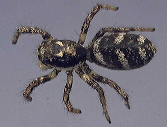 Salticus scenicus